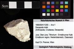 Foto (Objket + Etiketten) von Decapoda indet. 